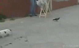 Super gif