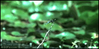 Super gif