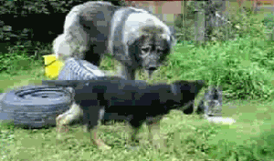 Super gif
