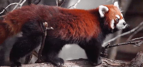 Super gif