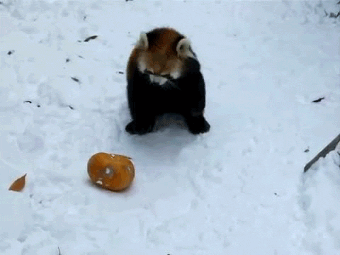 Super gif