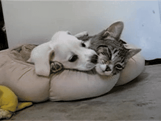 Super gif