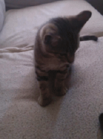 Super gif