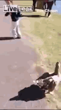 Super gif