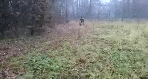Super gif