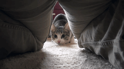Super gif